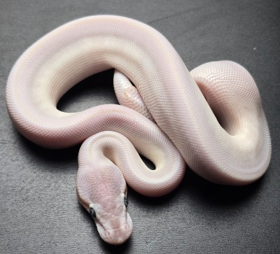 animal image