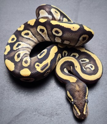 animal image