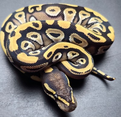 animal image