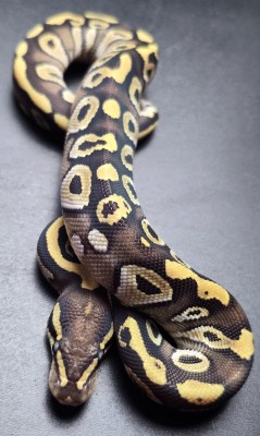 animal image