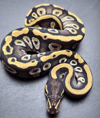 animal image