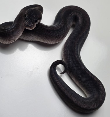 animal image