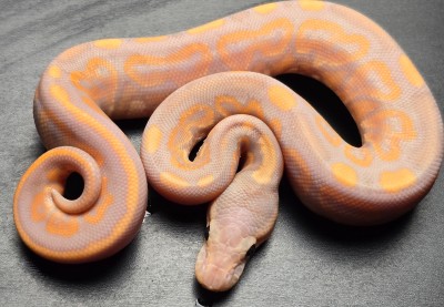 animal image