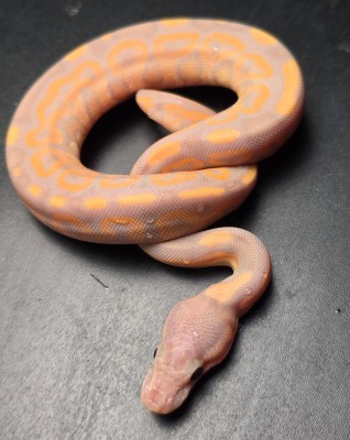 animal image