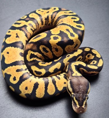 animal image
