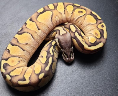 animal image