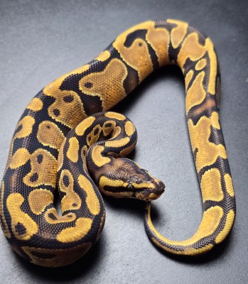animal image