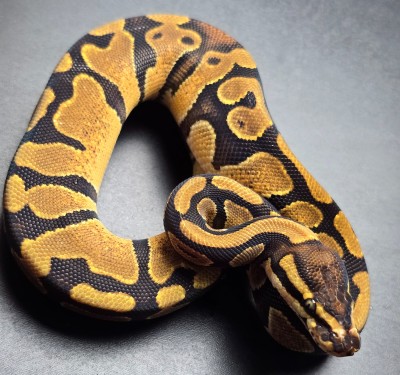 animal image