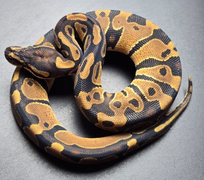 animal image