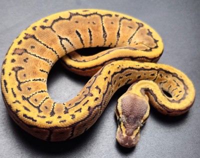 animal image