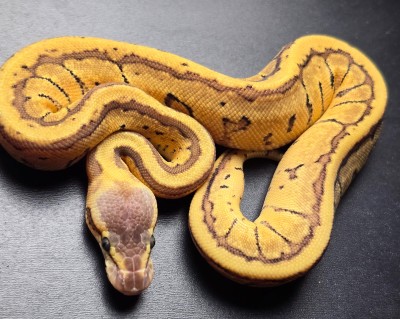 animal image