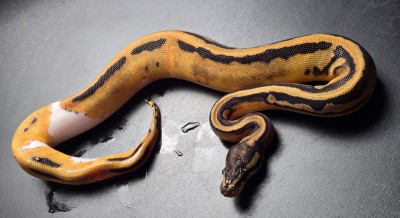 animal image