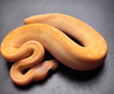 animal image