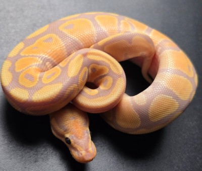 animal image