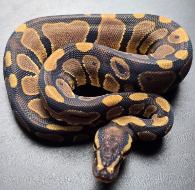 animal image