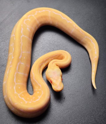animal image