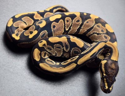 animal image
