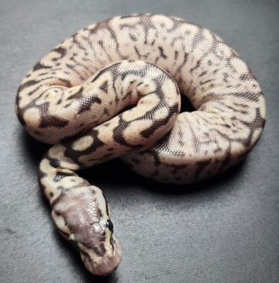 animal image