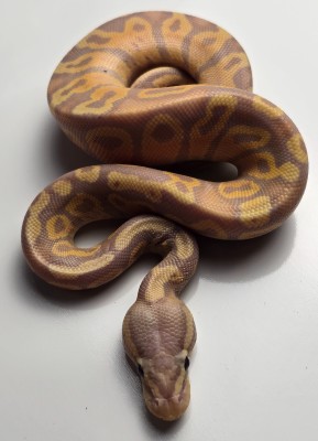 animal image