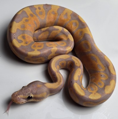 animal image