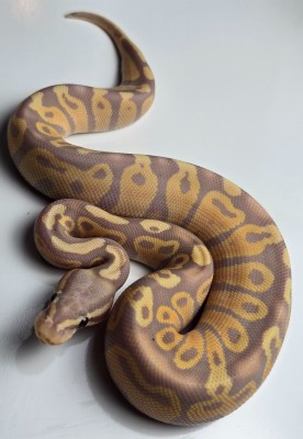 animal image