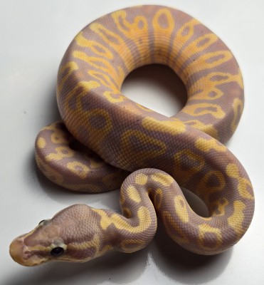 animal image