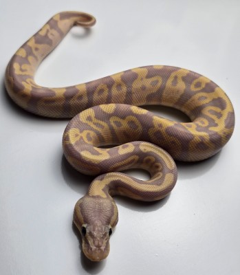 animal image