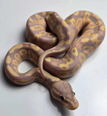 animal image