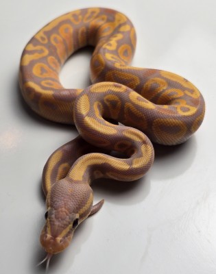 animal image