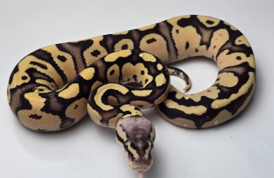 animal image