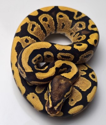 animal image