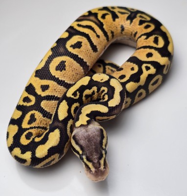 animal image