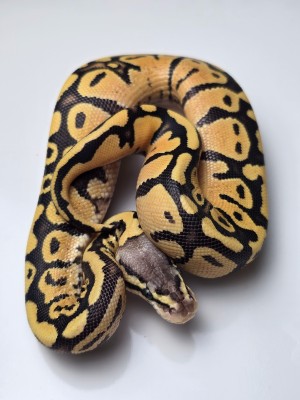 animal image