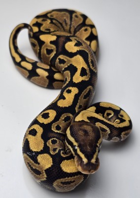animal image