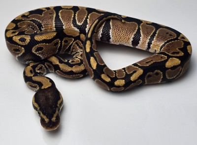 animal image
