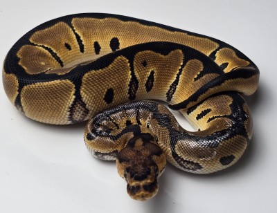 animal image