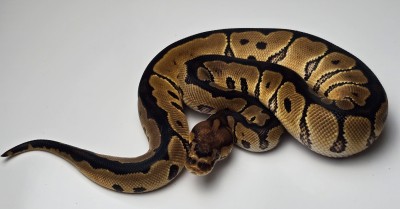animal image