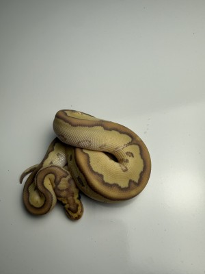 animal image