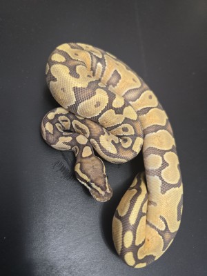 animal image