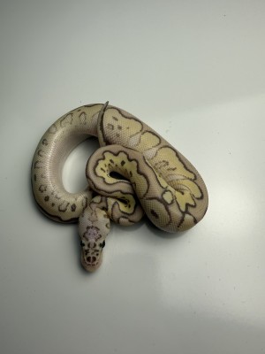 animal image