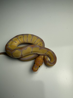 animal image