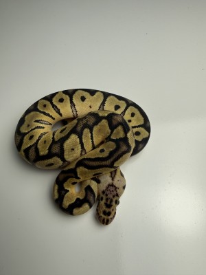 animal image