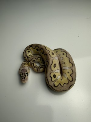 animal image
