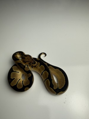 animal image
