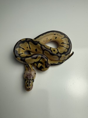 animal image