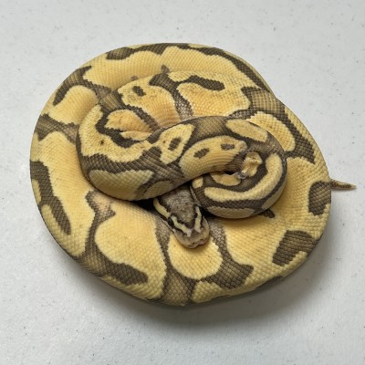 animal image