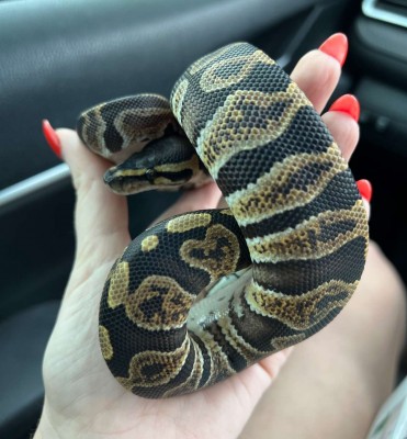 animal image
