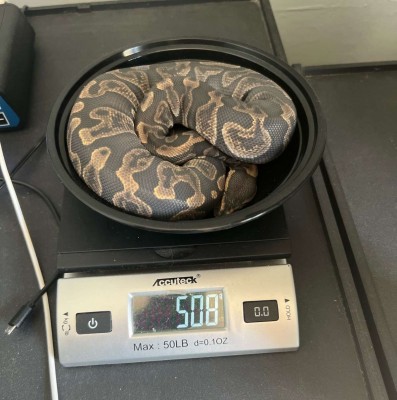 animal image