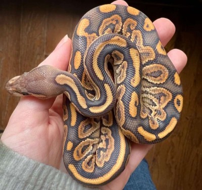 animal image