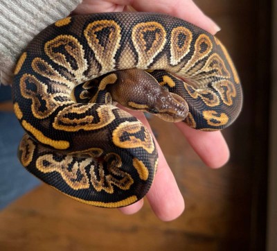 animal image